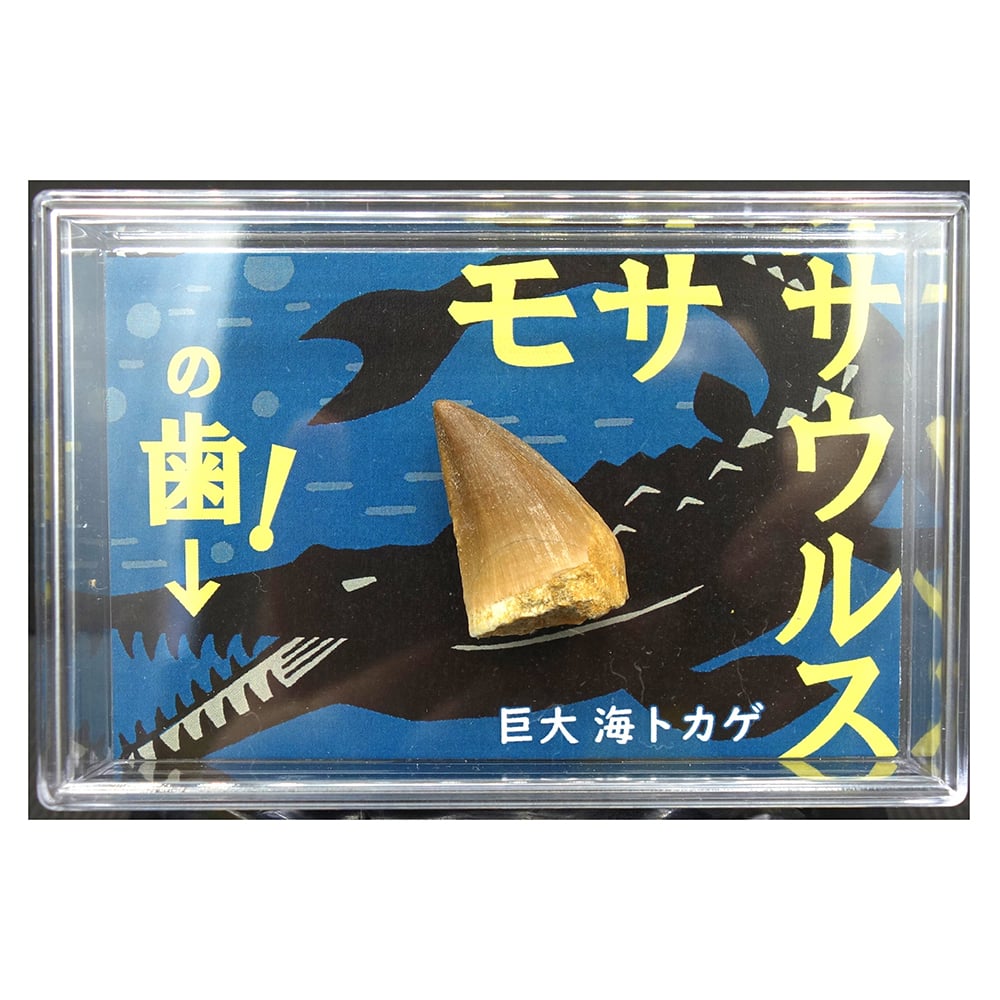 67-8756-17 モササウルスの歯 1個入 【AXEL】 アズワン