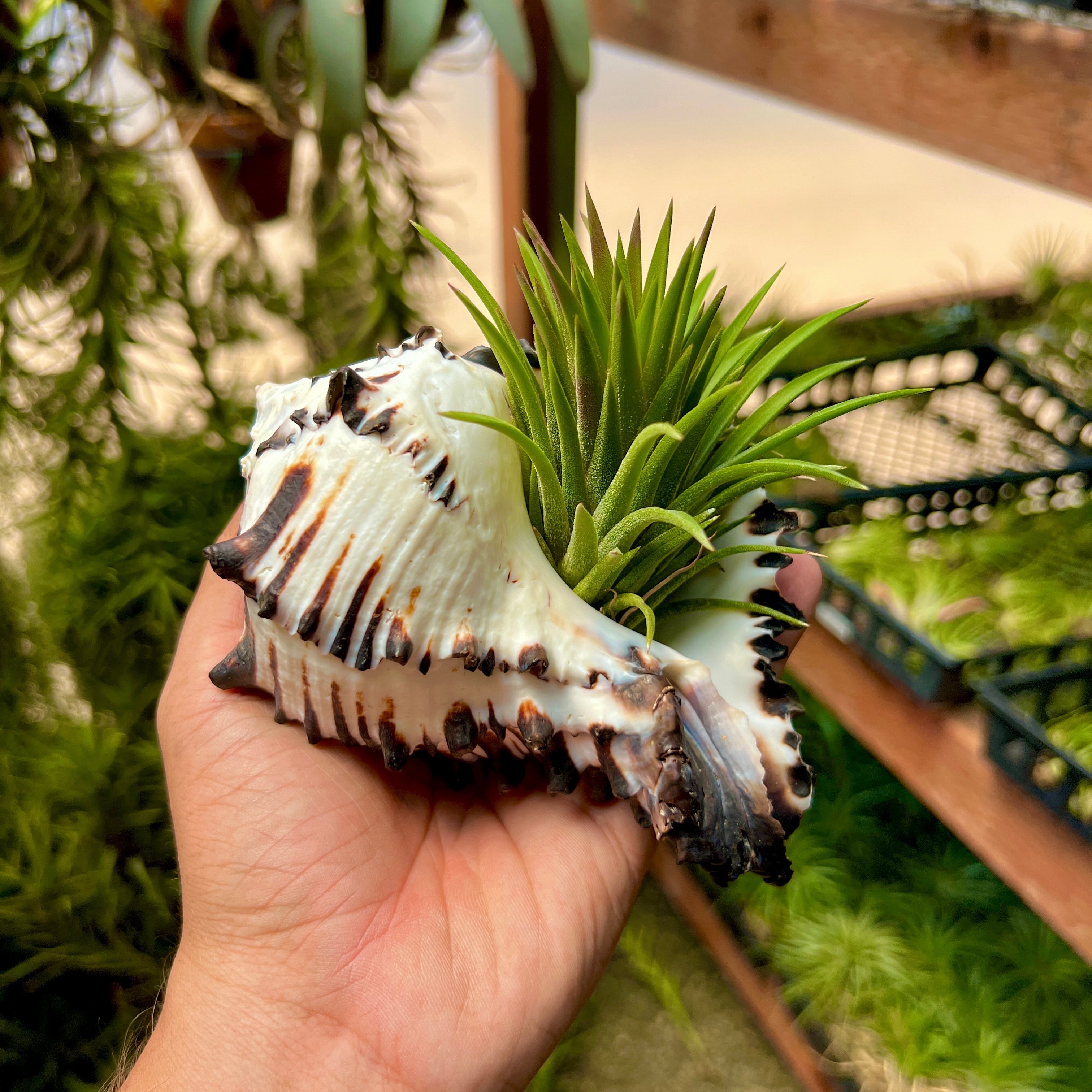 Zebra Murex Shell Large – Air Plant Hub