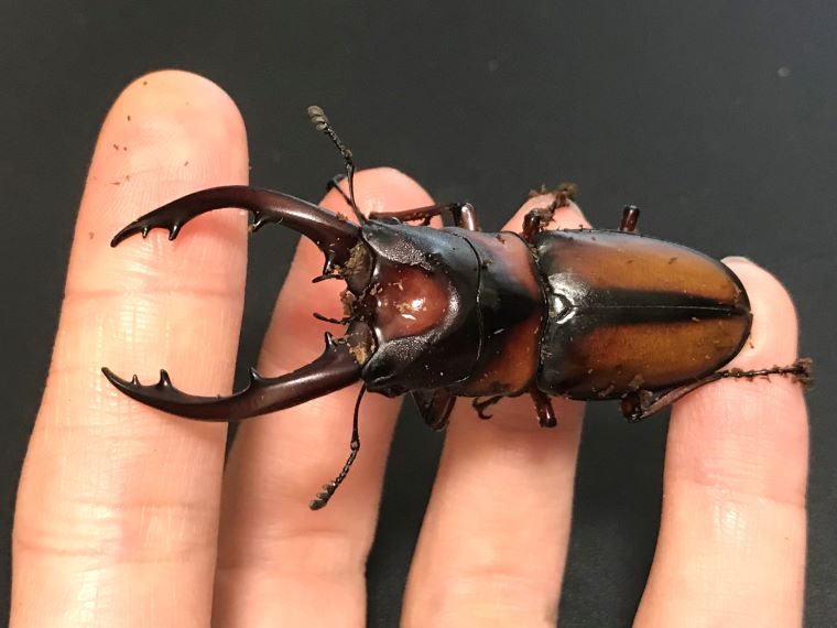 2021年ミラビリスノコギリクワガタの羽化結果～3種類の飼育方法を試し