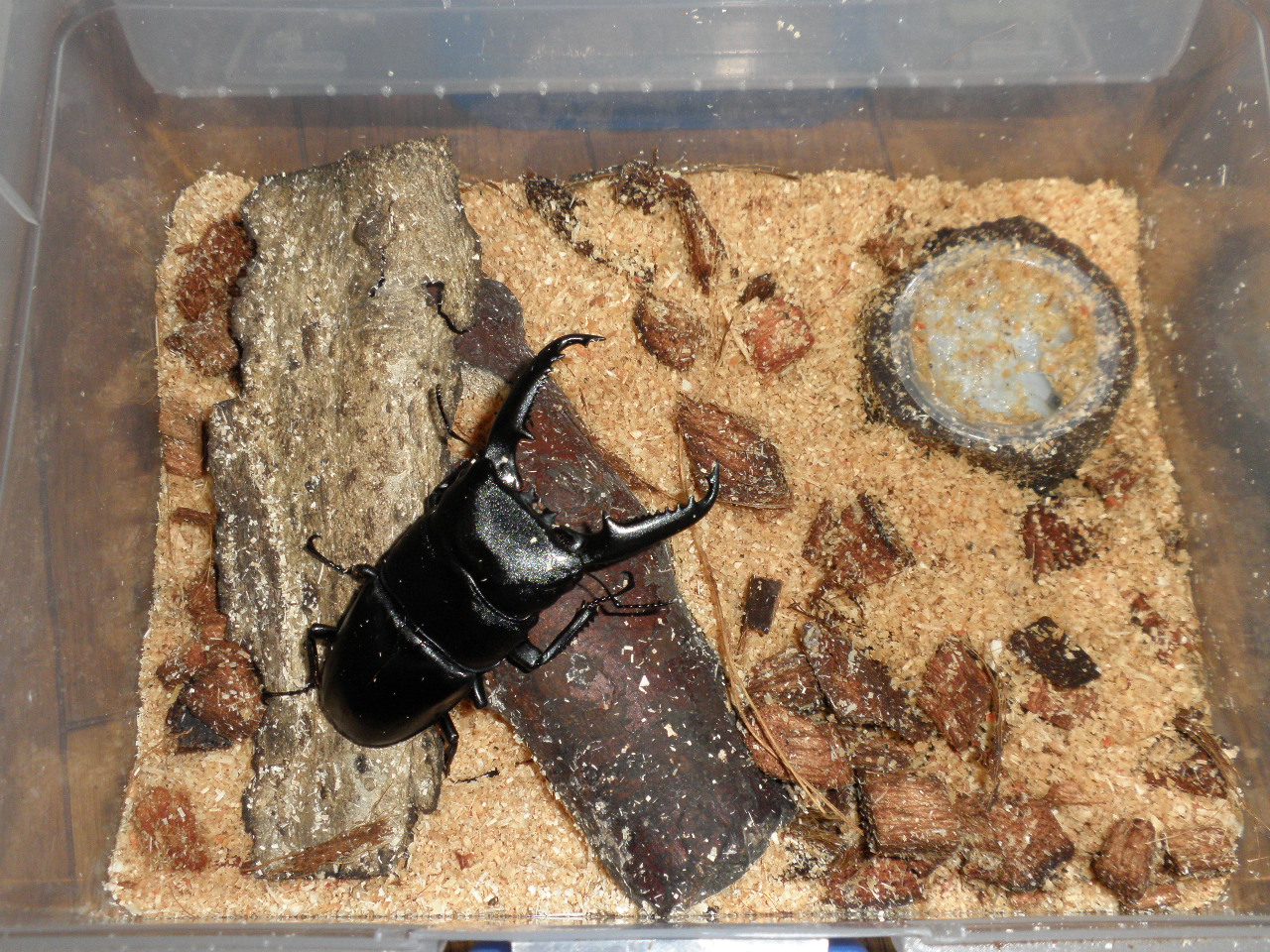 スマトラオオヒラタとパラワンオオヒラタの産卵セットの経過