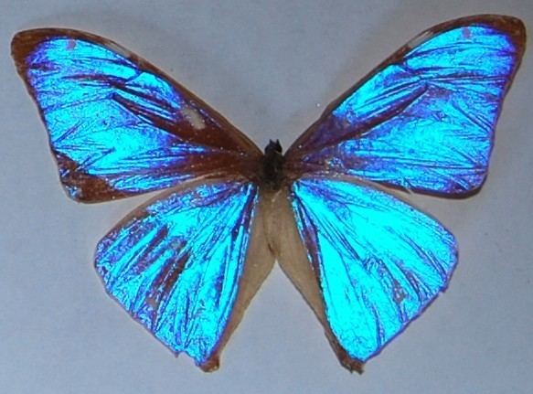 Morpho aega - Alchetron, The Free Social Encyclopedia