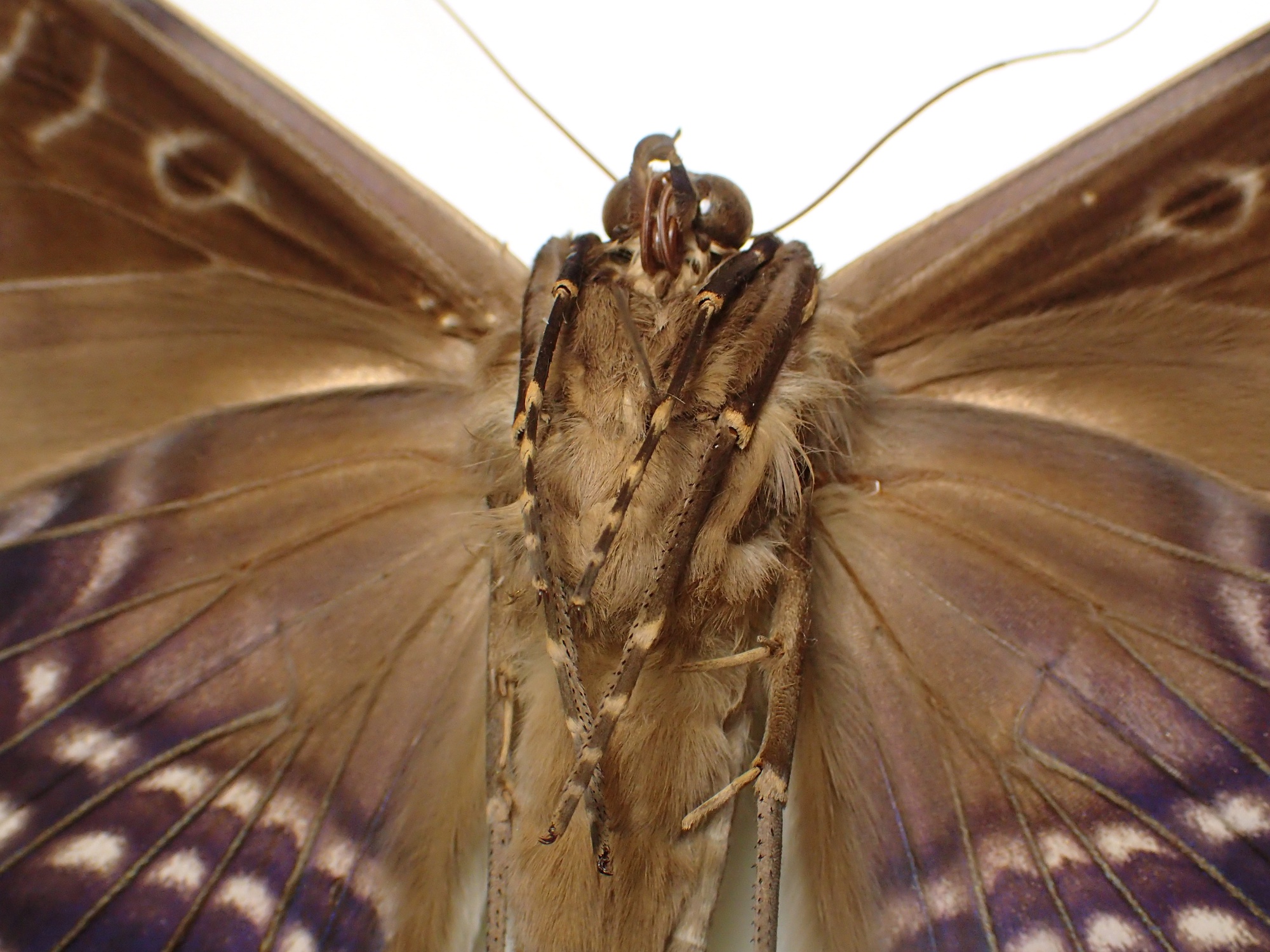 ナンベイオオヤガ Thysania agrippina – engine mothの標本箱