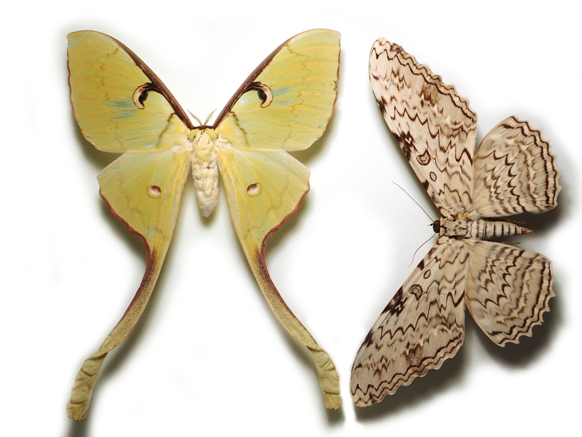 ナンベイオオヤガ Thysania agrippina – engine mothの標本箱