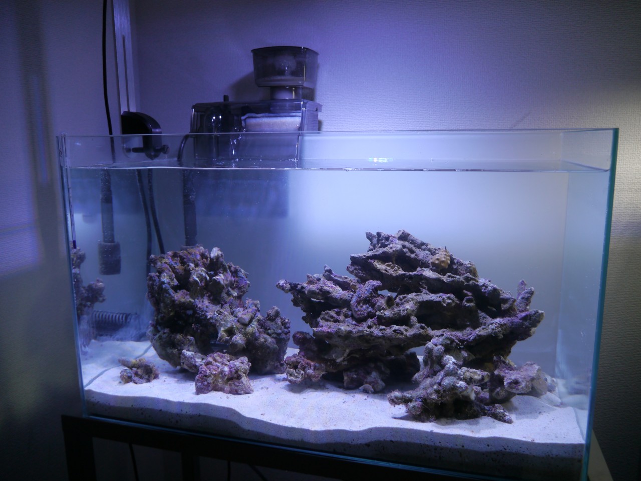 決まりました】60規格 サンゴ飼育 オーバーフロー水槽 フルセット 海水