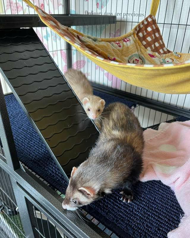 小動物用 ケージ プレビューペット PrevuePet フェイスティフェレット