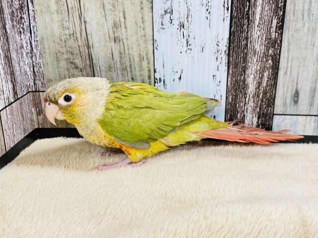 寄り添いながら甘えます❤︎ウロコインコ（シナモン）