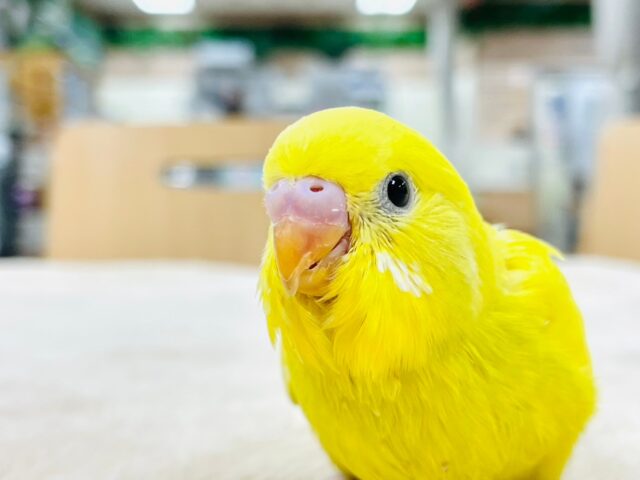 最新画像更新🪄】ぱっと輝くイエロー🌟セキセイインコ（ダブル