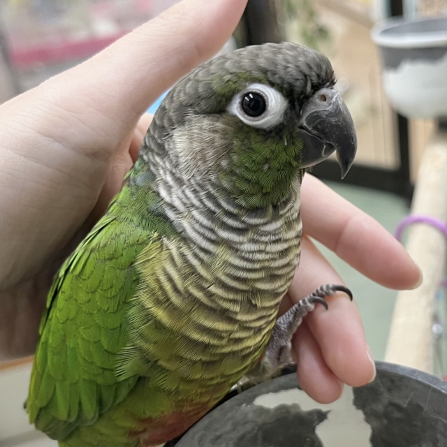 シャイで優しいウロコちゃん🍀✨ ホオミドリウロコインコ（ノーマル）