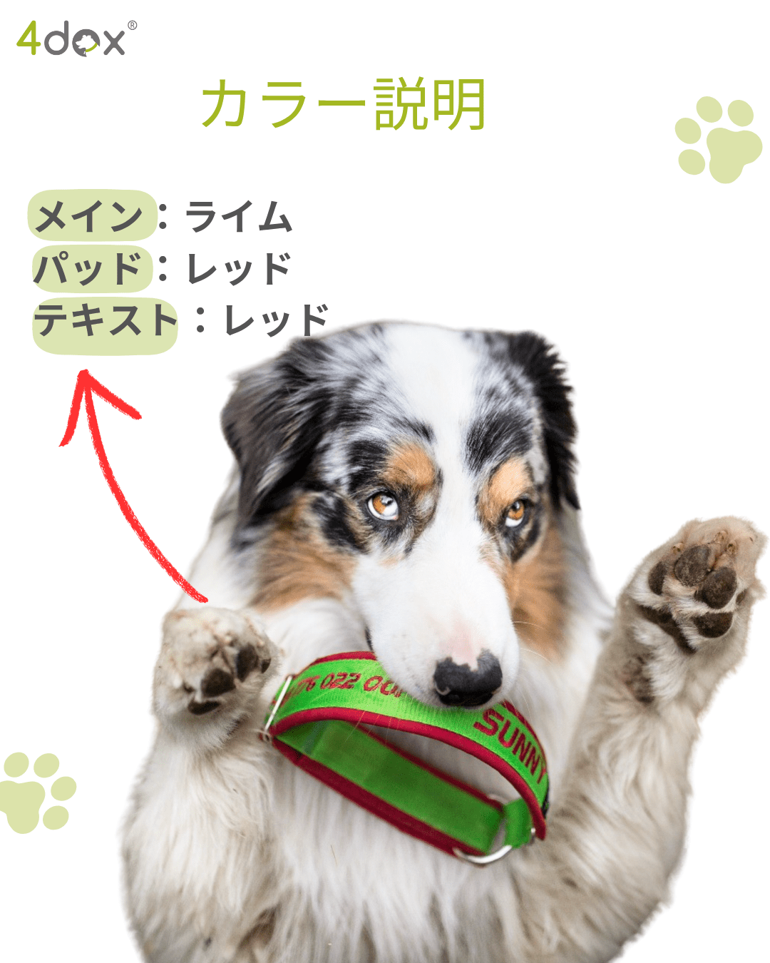 4dox ネーム入り首輪｜小型犬・中型犬・大型犬対応｜カスタムメイド