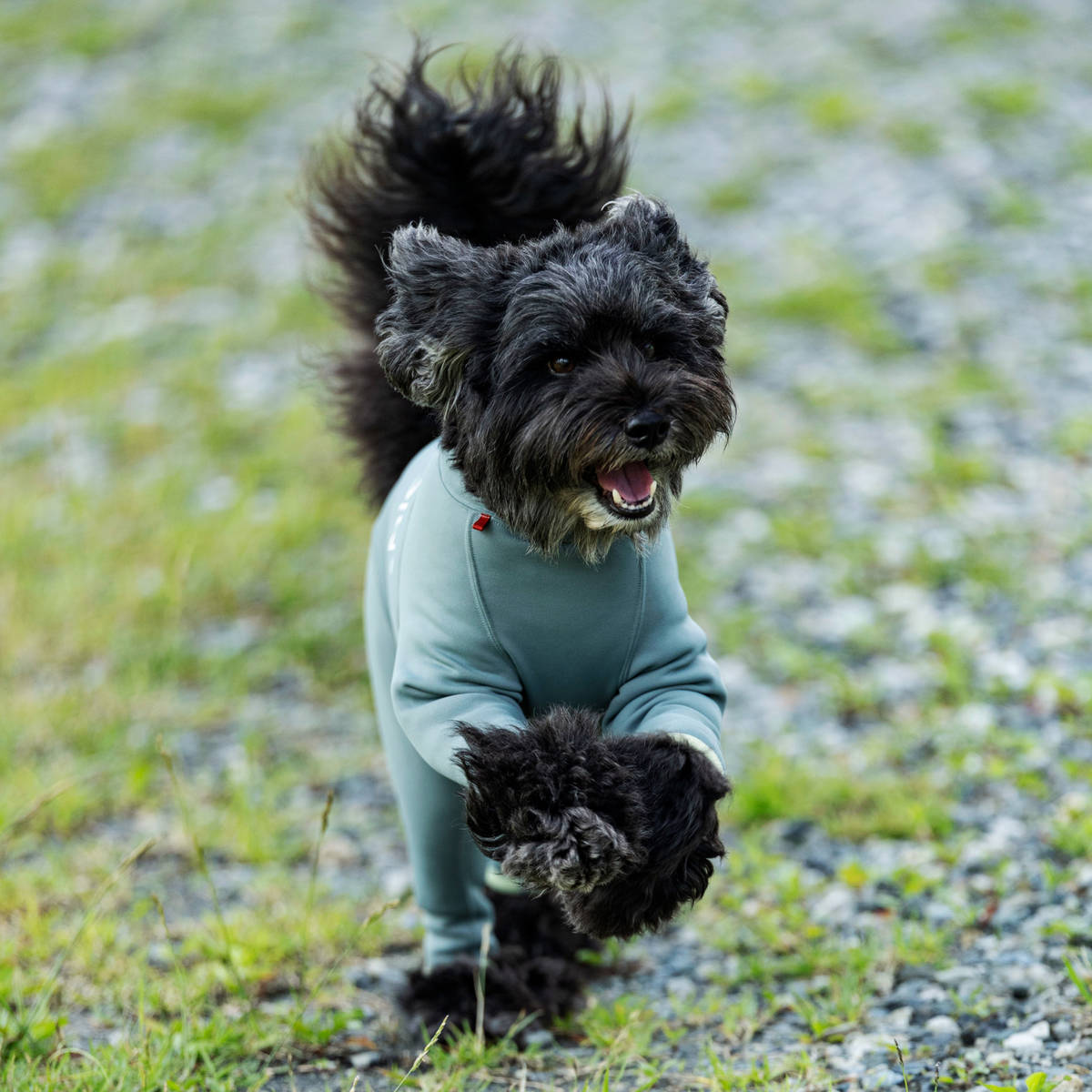 ALPHAICON DOG GUARD® BASE 1L DOG GUARD BASE ドッグガードベース FROST