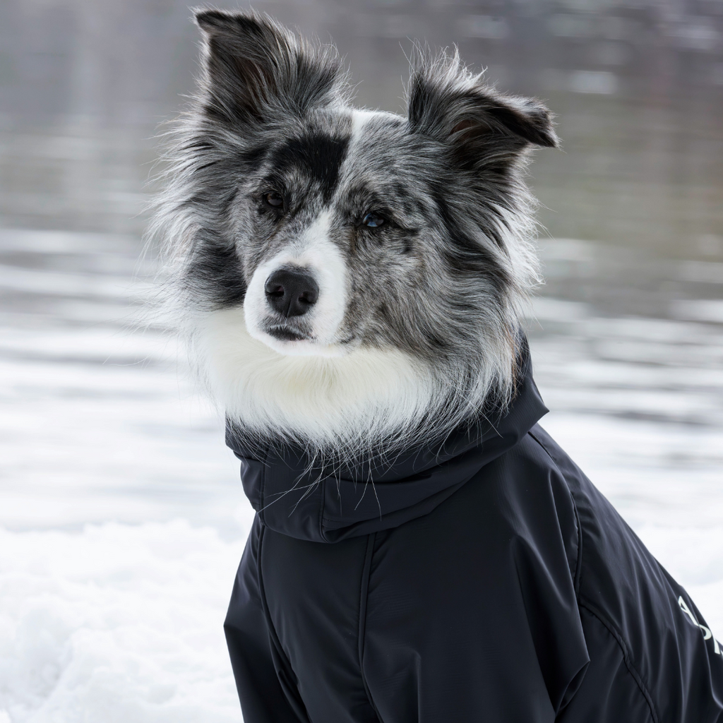 ALPHAICON アルファアイコン REXSPECS ドッグゴーグル ブラック