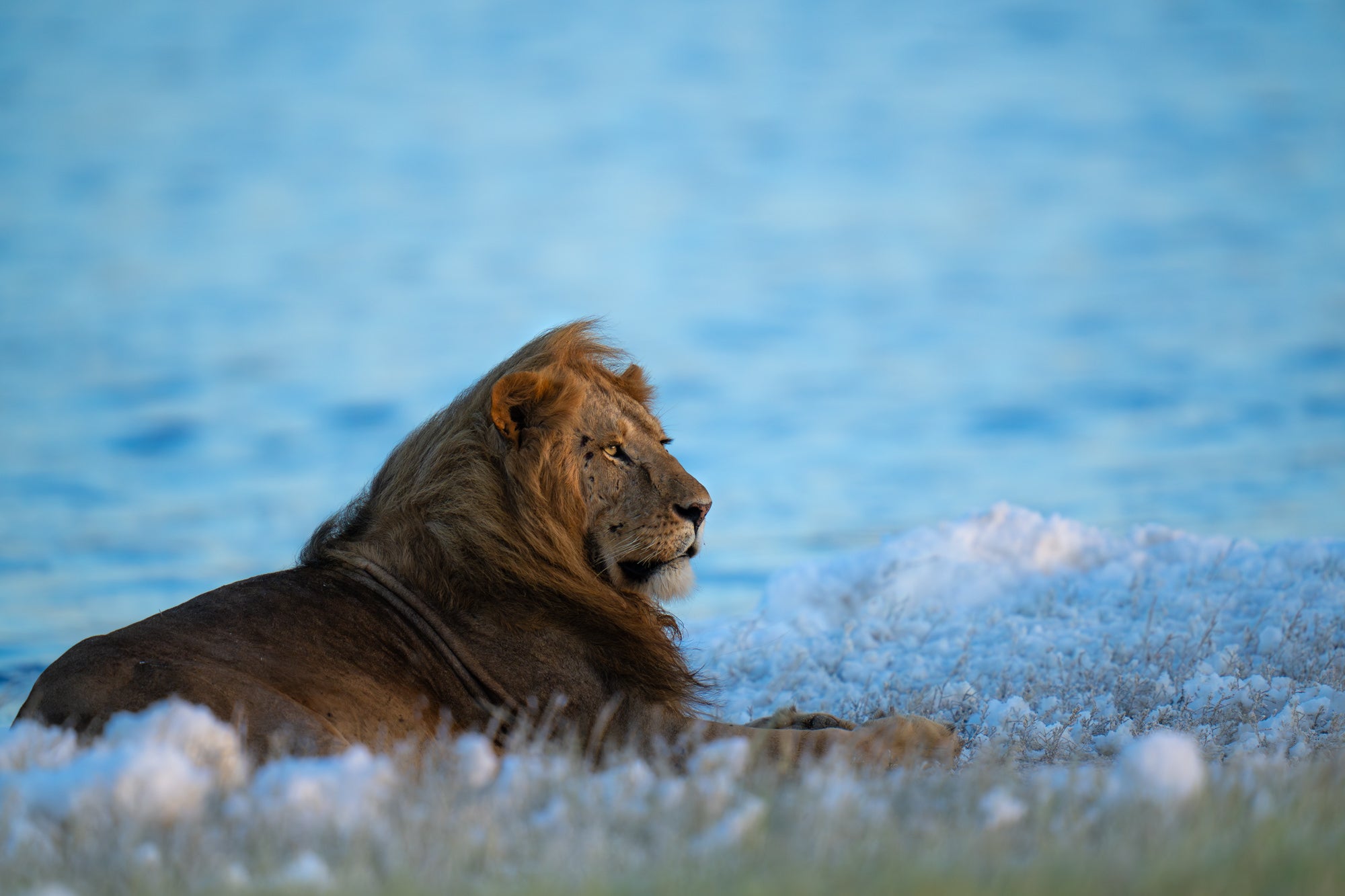 What's In My Bag: A Professional Wildlife Photographer & Safari