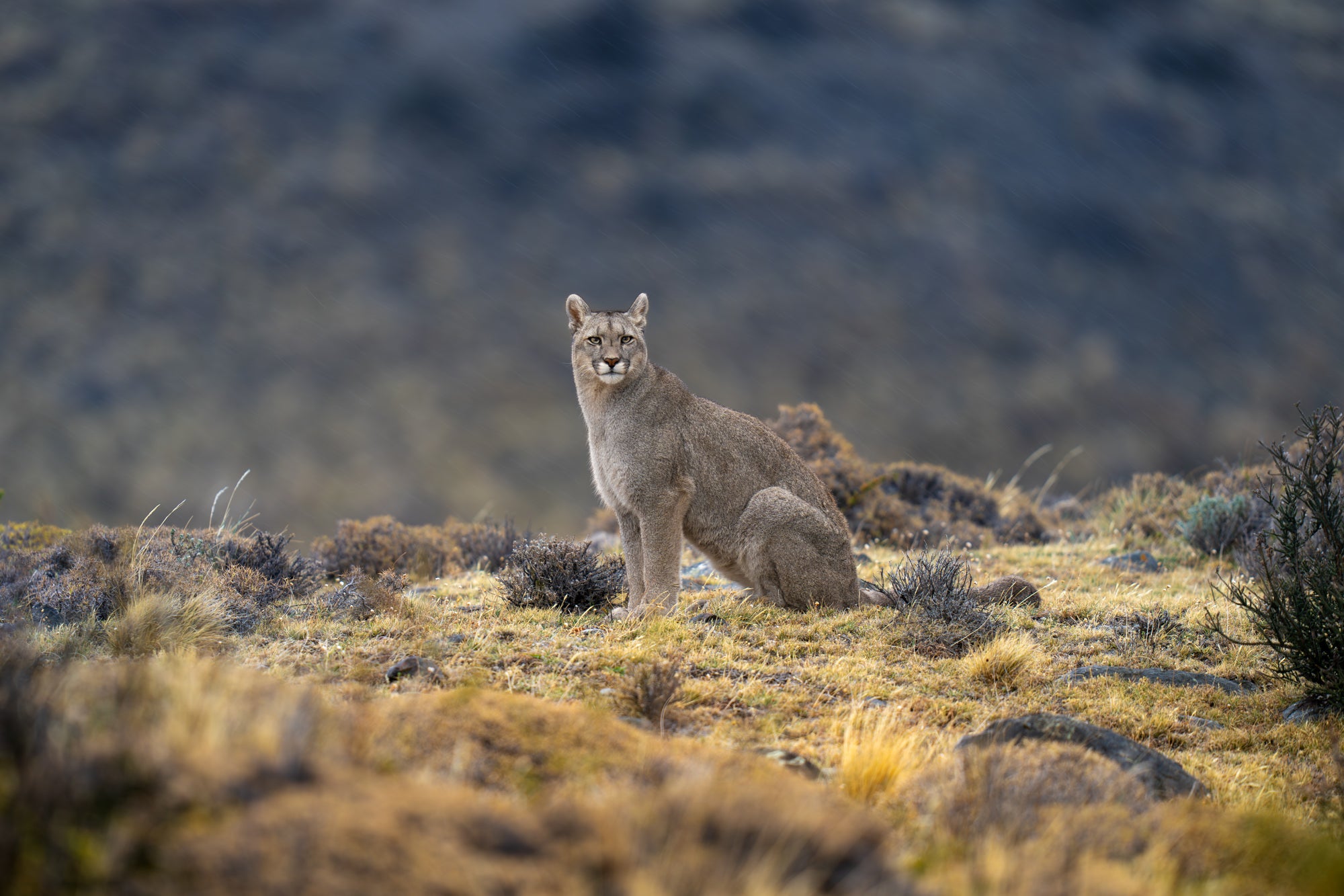 What's In My Bag: A Professional Wildlife Photographer & Safari