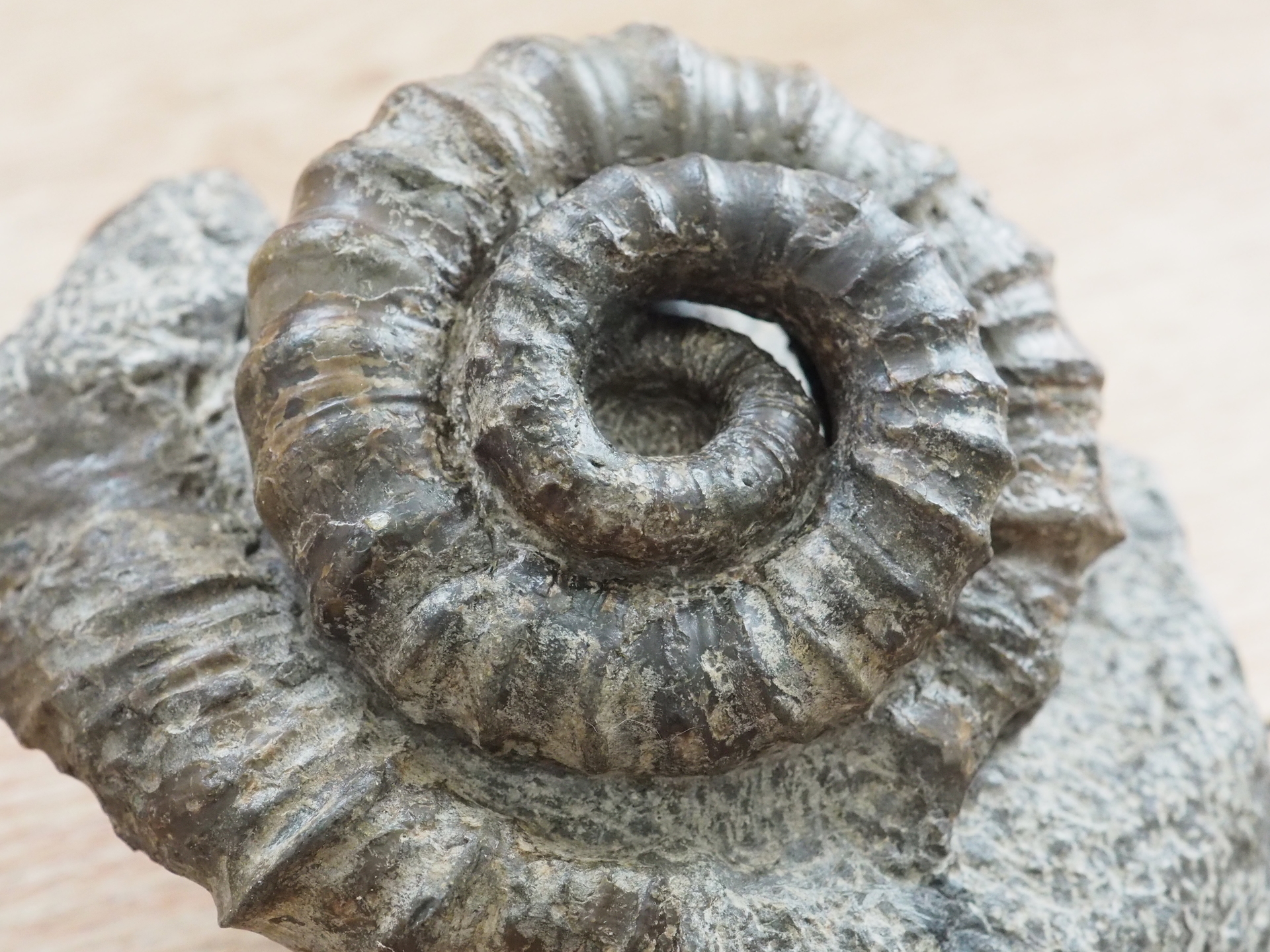 ムラモトセラス 第2号: 北海道＠アンモナイト日記