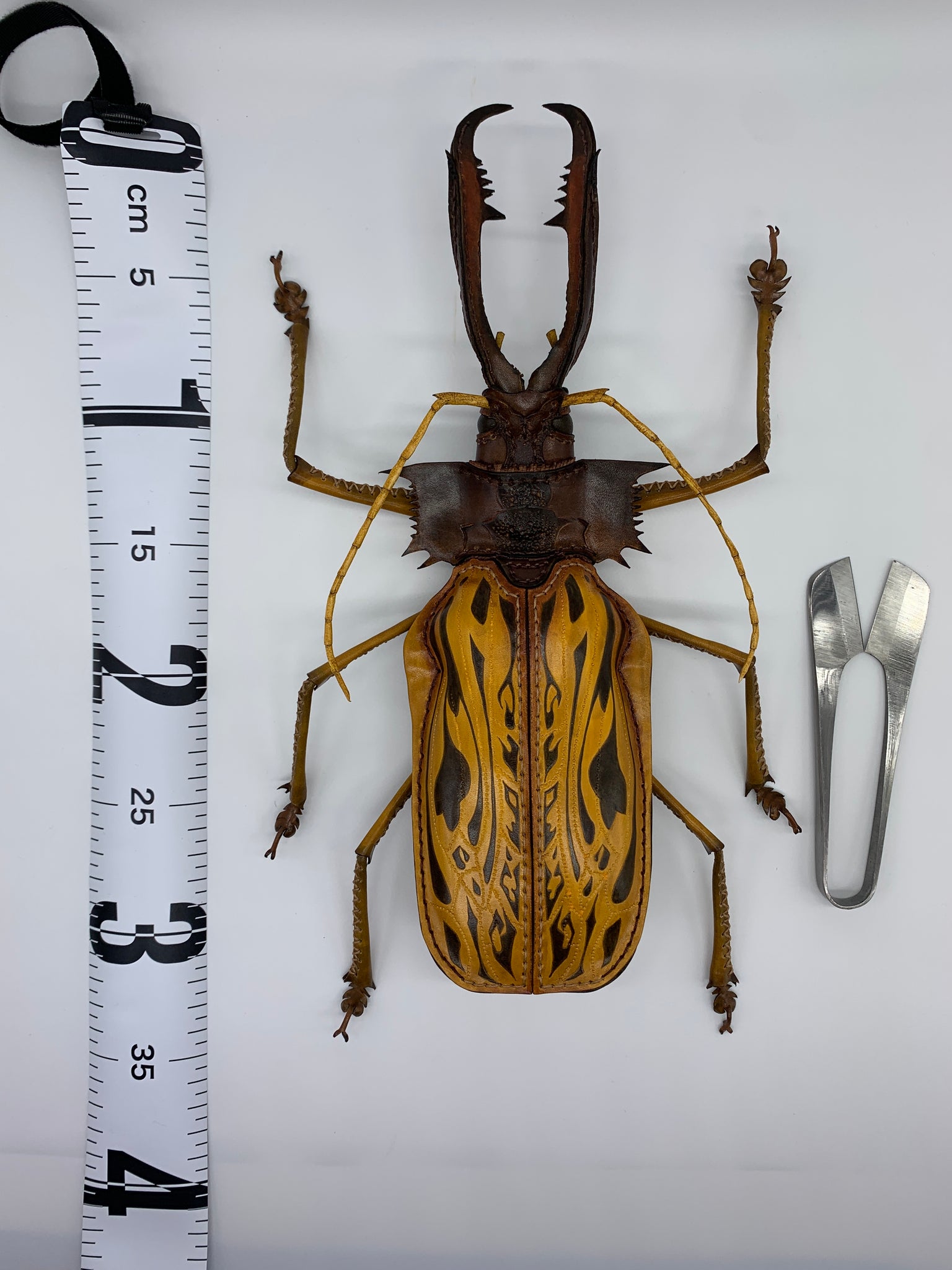 タイタンオオウスバカミキリ 14cm UP ブラジル産 タイタンオオウスバ