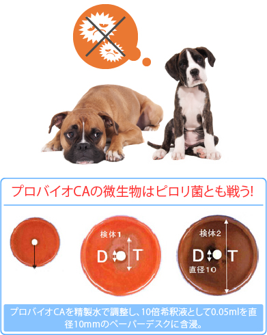 プロバイオCAができるまで｜犬のアレルギー、犬のアトピーや犬の病気