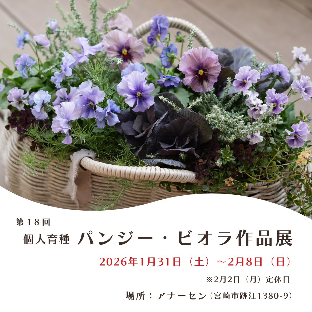 育種パンジー・ビオラ - Andersen - 宮崎の花屋 アナーセン