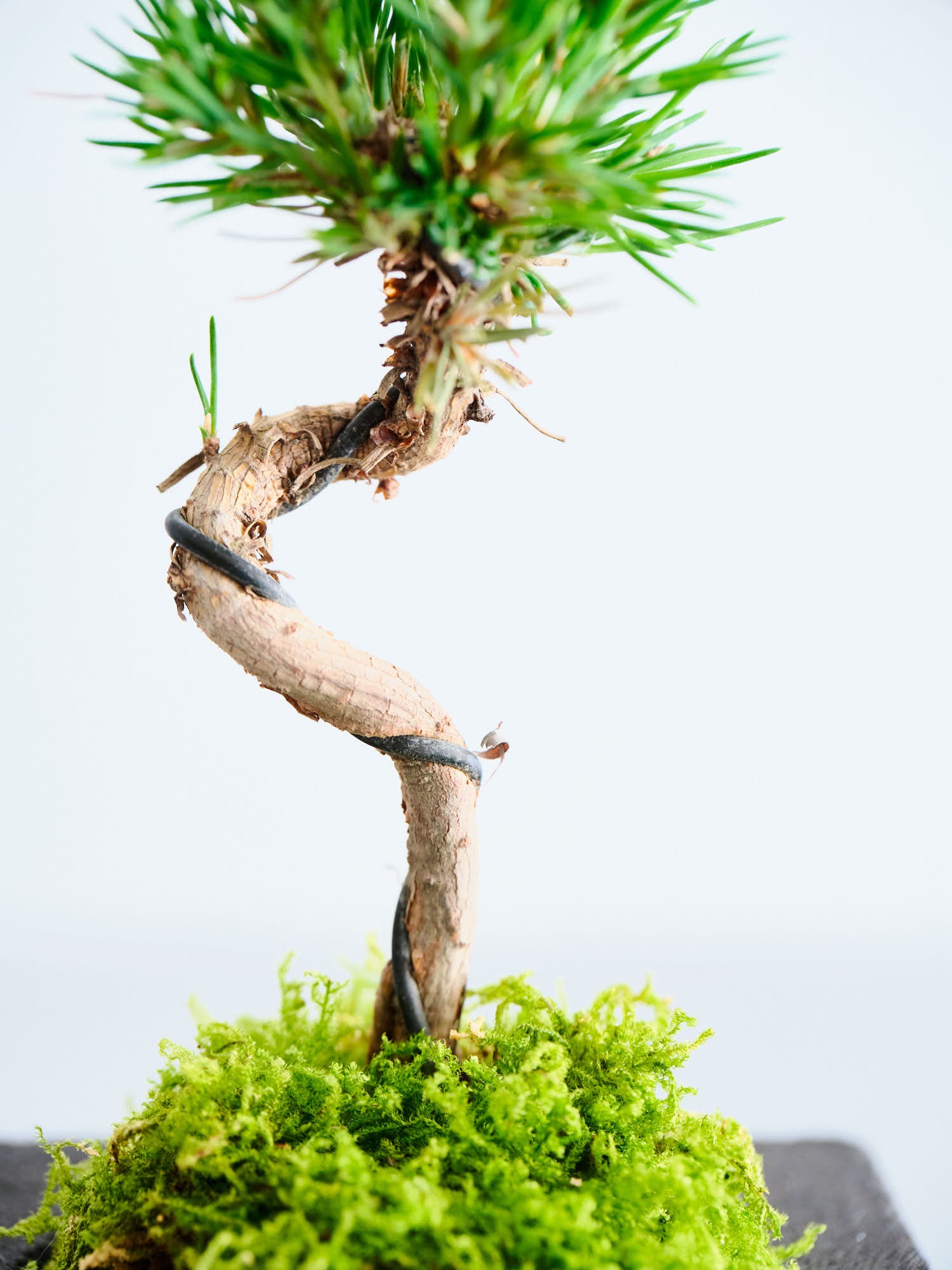 盆栽 三河黒松 黒鉢 Table-S | 観葉植物の通販 AND PLANTS (アンド