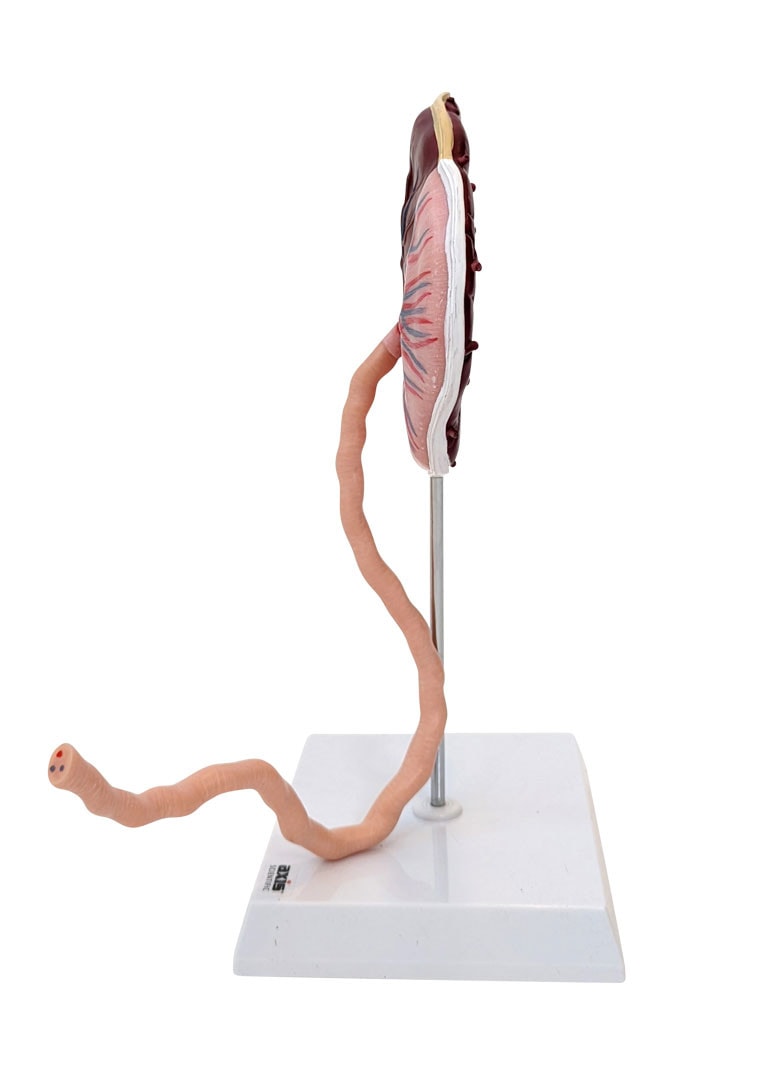 拙作「Placenta」 ZX-1700PN Human Placenta Model with Cord at
