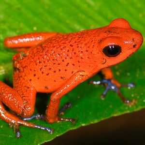 動物事典 -イチゴヤドクガエル [ Oophaga pumilio ] -