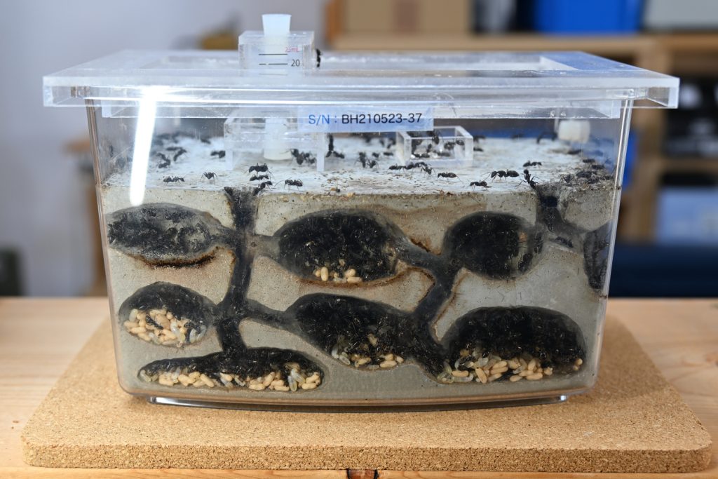 アリの人工巣 アンテシェルフ 【公式通販】