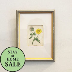 イギリス「ボタニカルアート「フロックス」（小）」《アンティックかとう》