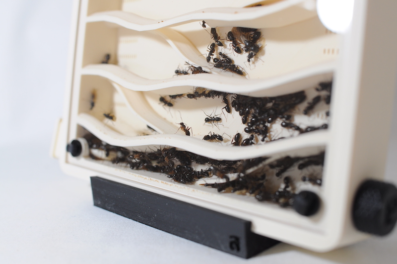 Hybrid Nest 2 side type Wood ・ガラスアリ飼育ケース Hybrid Nest 2