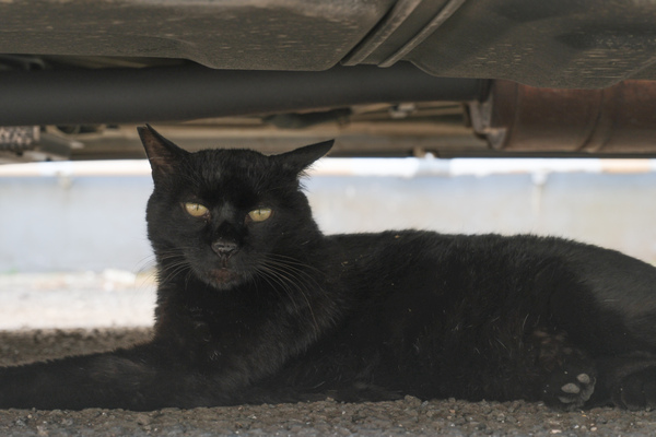 ASCII.jp：富士フイルムのミラーレスカメラ「X-E5」は夏の猫を撮るのに