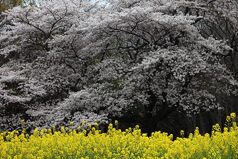 写真展レポート】竹内敏信写真展「日本の桜」NIPPON-NO SAKURA