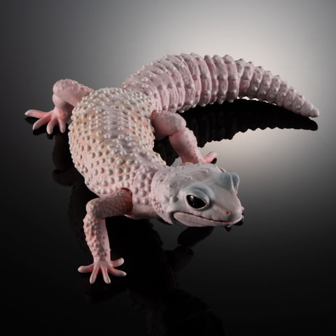 リアルな「ヒョウモントカゲモドキ」フィギュアがガシャポンオンライン