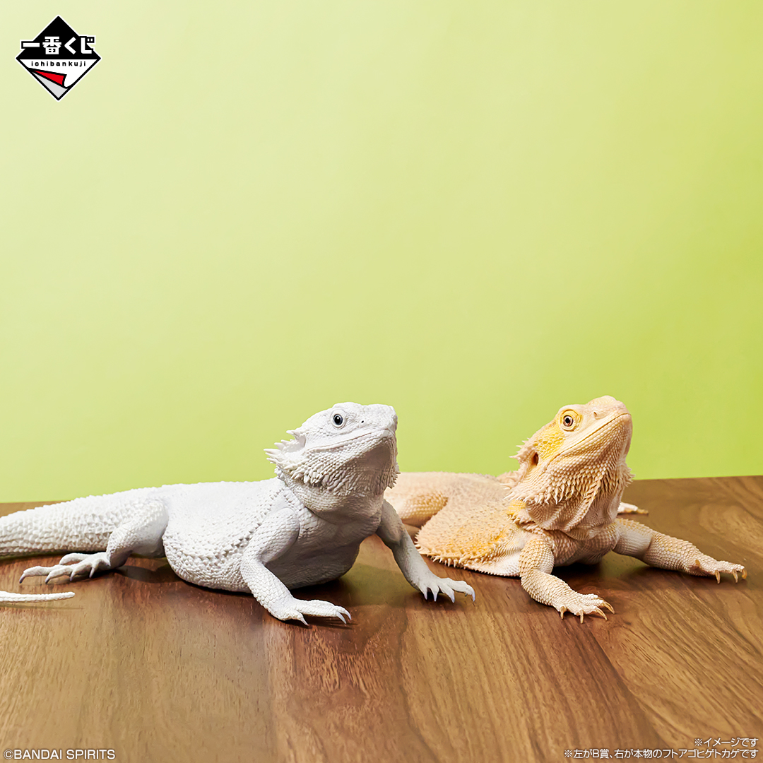 一番くじ 爬虫類＆両生類～vol.2 マグネットコンプリート三種 一番くじ
