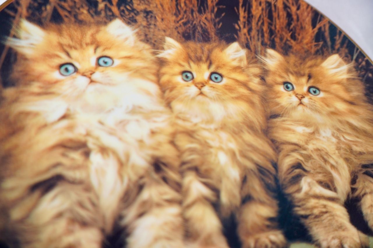 イギリス ヴィンテージ 猫 絵皿 2枚セット 販売 コレクションプレート