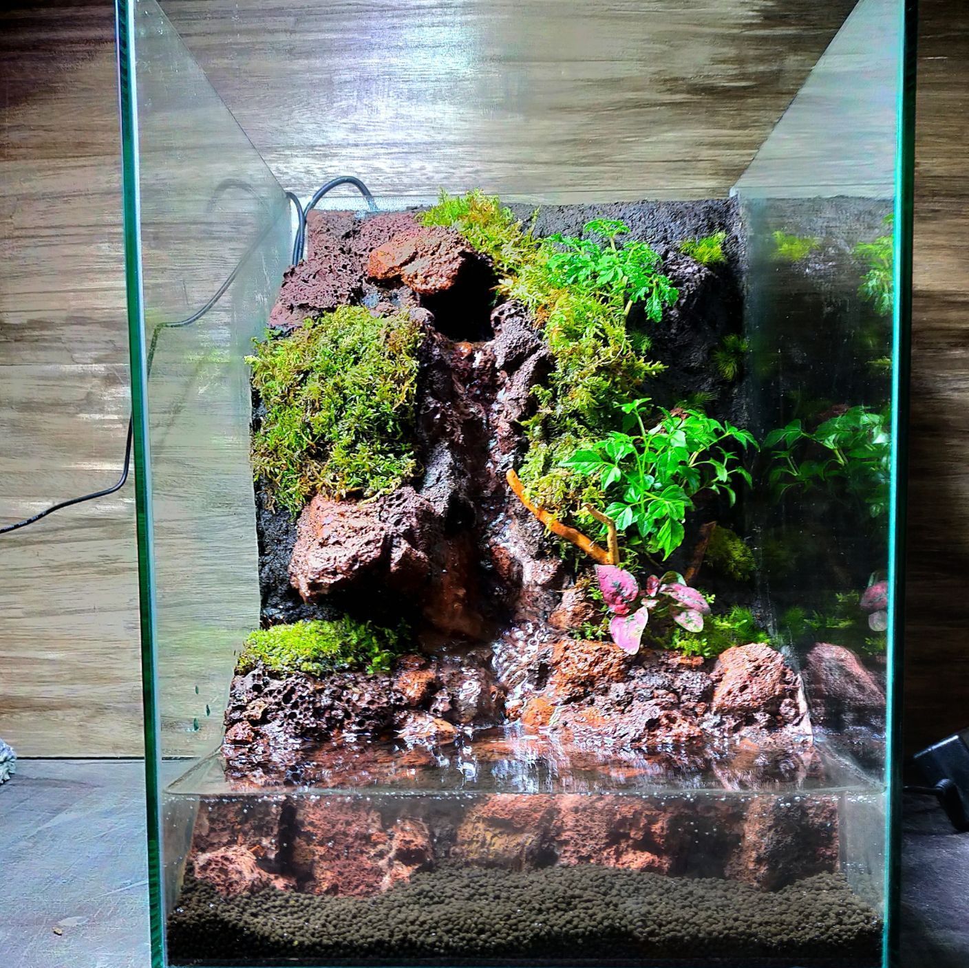 水の流れる滝テラリウム水槽 60サイズ ガジュマル 水の流れる滝