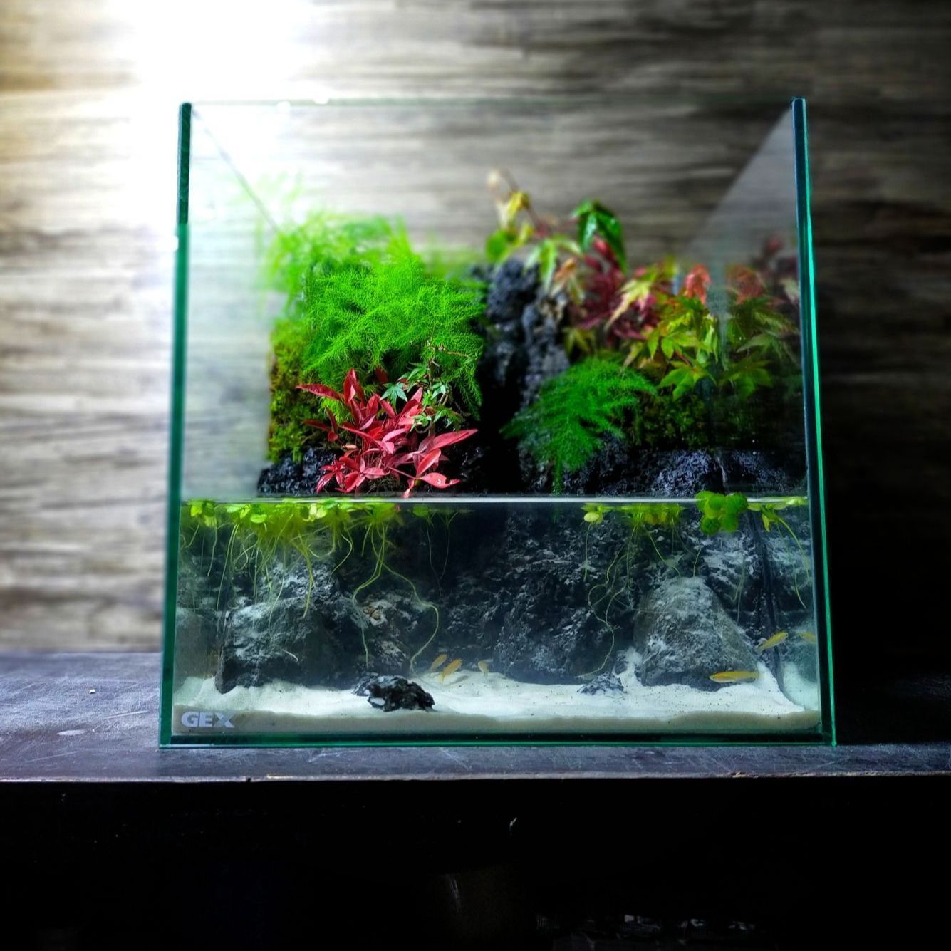 滝の流れるアクアテラリウム】 30cmキューブガラス水槽レイアウト 滝の