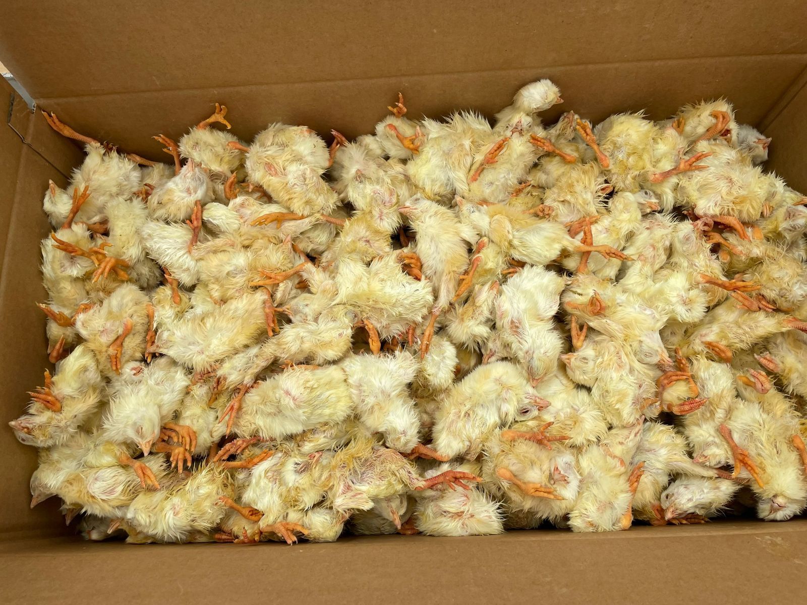 冷凍ヒヨコ 約300羽 - メルカリ