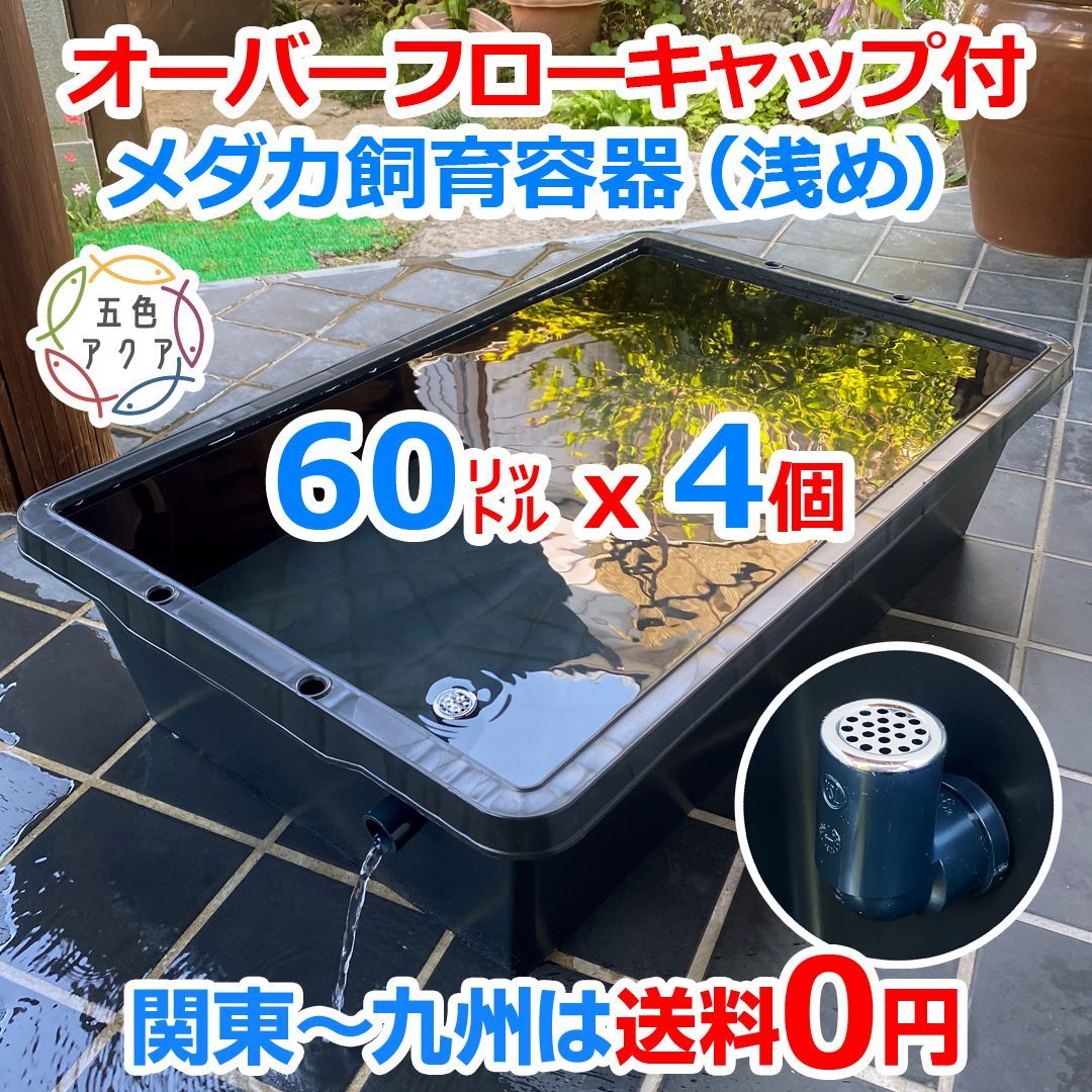 メダカ飼育ケース 60㍑x4個 オーバーフローキャップ付 金魚飼育容器