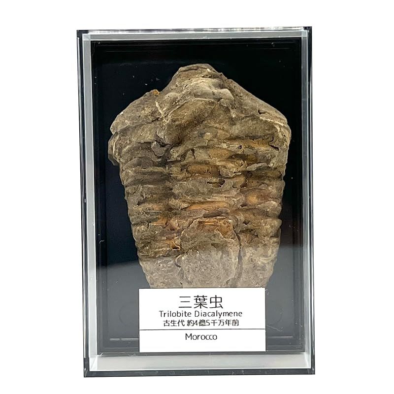 つくしサイエンス 三葉虫 化石 恐竜 本物 古生代 モロッコ産 (6-7cm