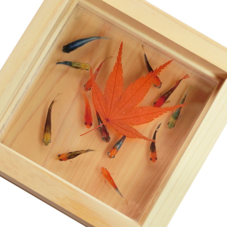 無敵の呪術師の幸運と加護の術式人形 「10万人を征服する」フンパヨン