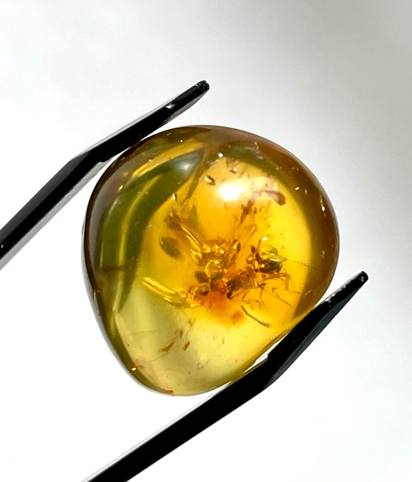 大粒 天然虫入り琥珀 アンバー 夏休み 自由研究 化石 恐竜