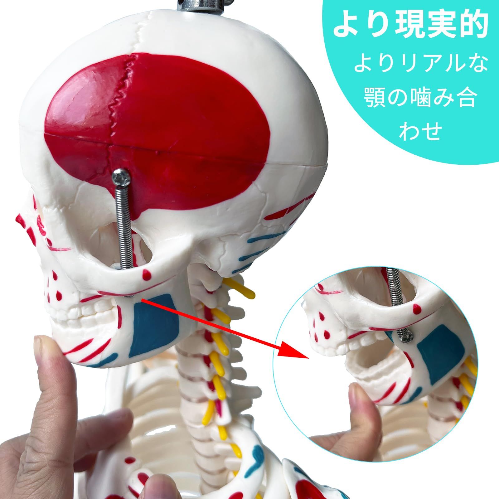 骨格標本 脊柱模型 スタンド付き Amazon.co.jp: timiland 人体骨格模型