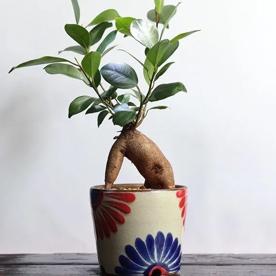 やちむん 植木鉢 サイズ大