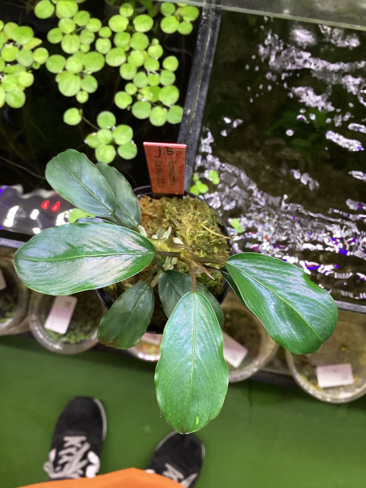 Bucephalandra sp. Blue Melon 水上葉1株 ブセファランドラsp ブルーメロン