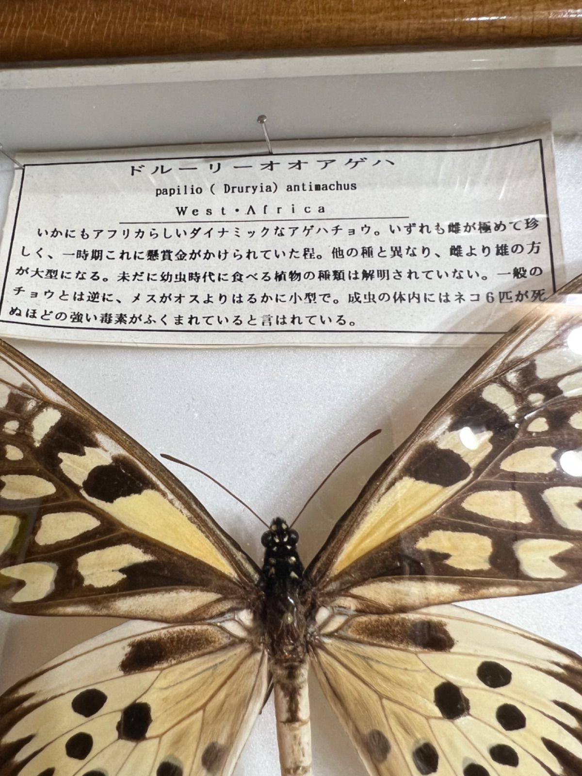 蝶標本 ドルーリーオオアゲハ ドルーリーオオアゲハ 蝶 標本 【公式通販】
