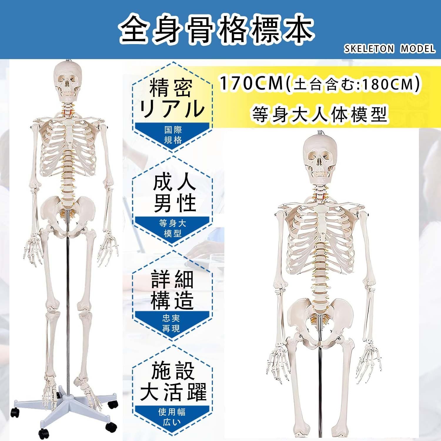 等身大 人体模型 170cm 神経根有り 全身骨格模型 骨格標本 骸骨模型
