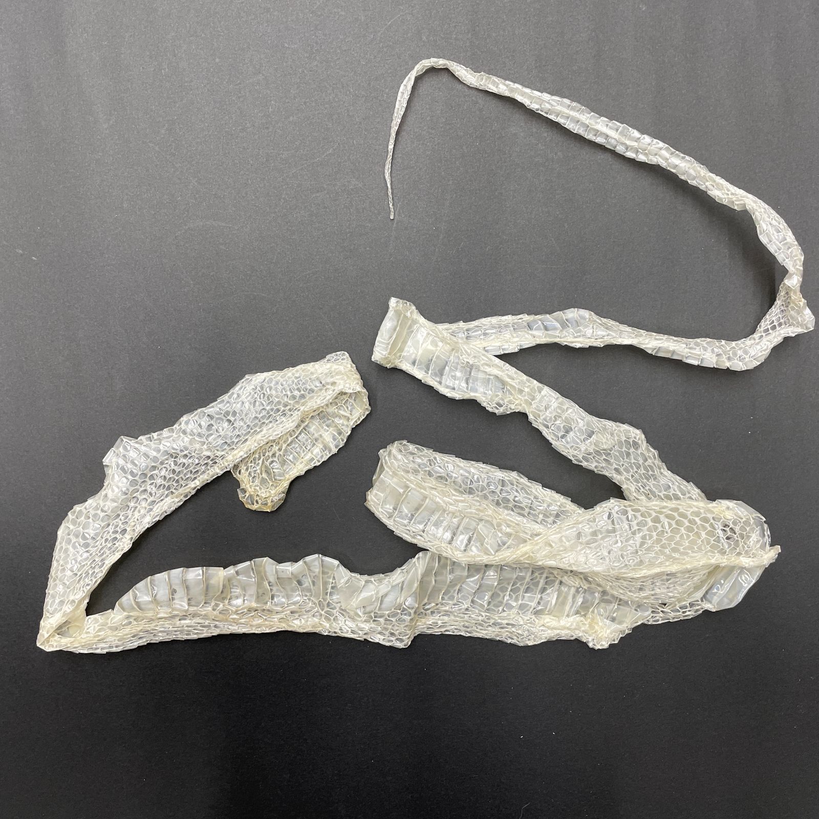 60サイズ一杯分！白ヘビの抜け殻纏め売り 60サイズ一杯分！白ヘビの