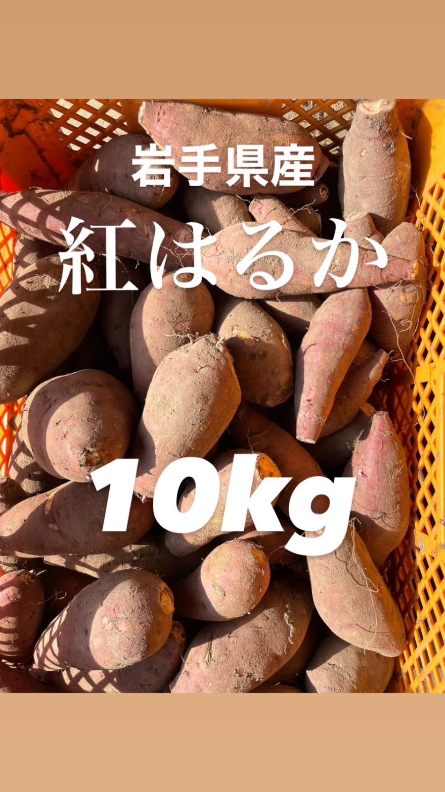 ユリウス3世 カトリック復帰特大スラブ入りブロンズメダル