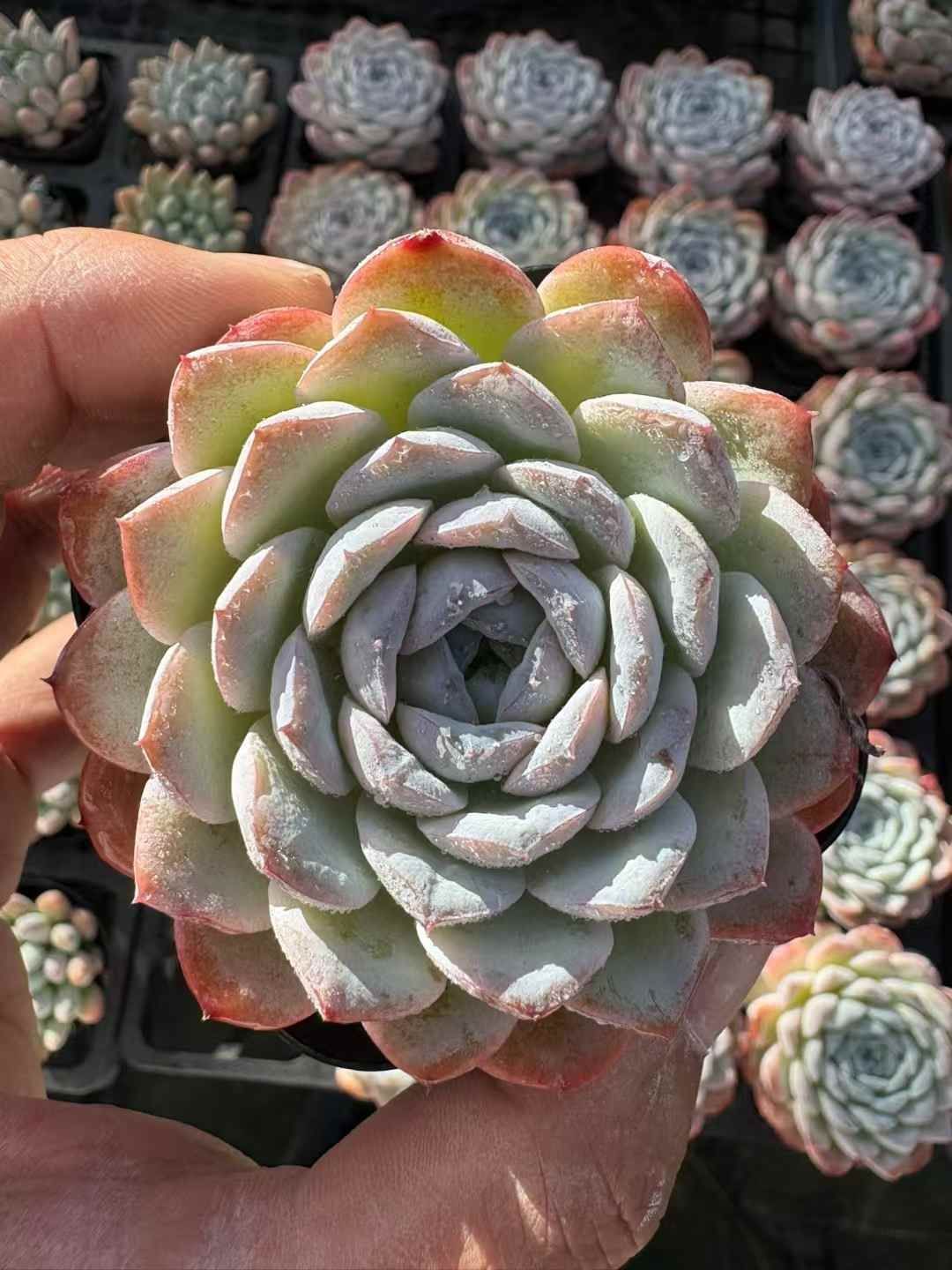 WW2 イタリア軍 第44歩兵師団「クレモナ」＆ 南伊軍「クレモナ戦闘団