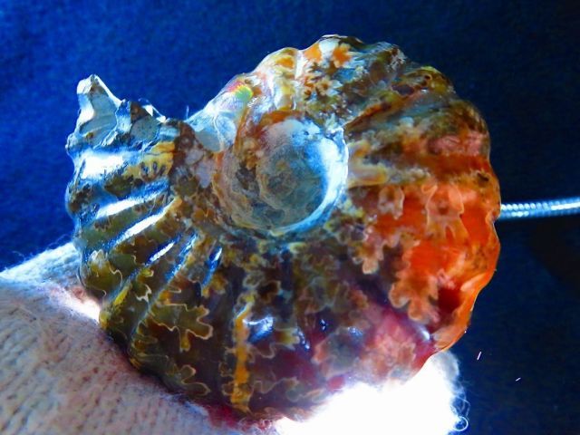 数万個の中の一個☆天然マダガスカル産 ☆ ファッション 縫合線