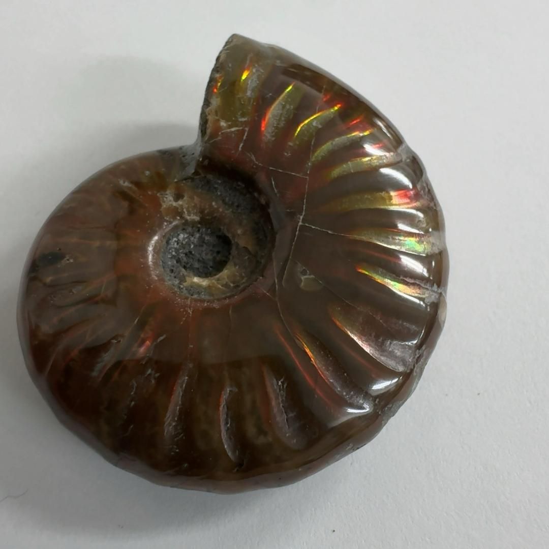 E9487レッドファイヤー＊アンモナイト＊化石＊マダガスカル＊化石＊