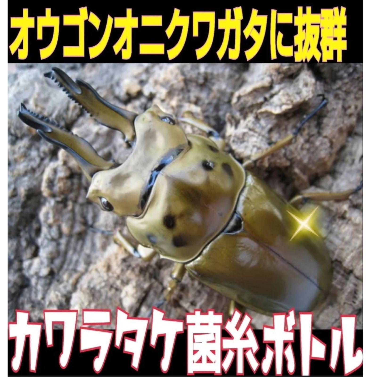 極上！カワラタケ菌糸瓶【8本】特殊アミノ酸強化配合！クワガタ幼虫